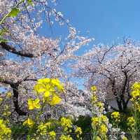五条川の桜