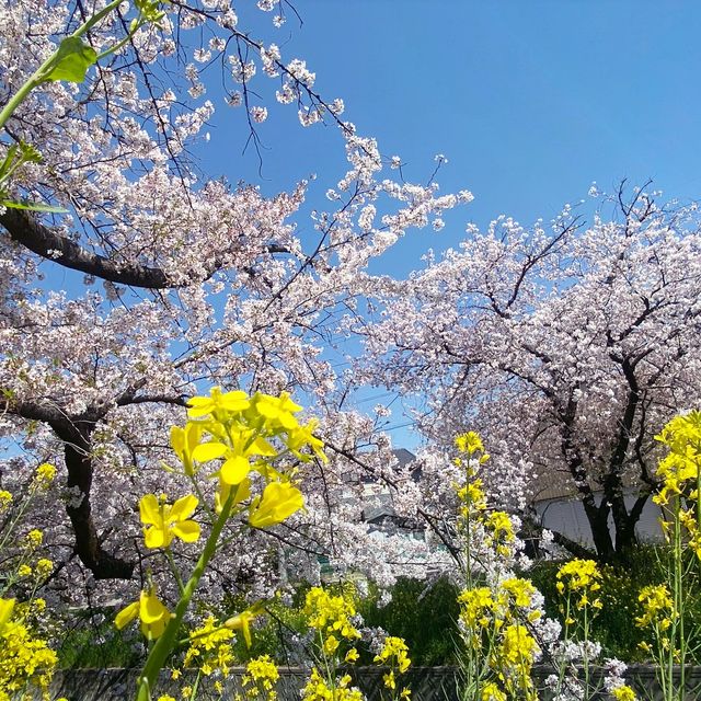 五条川の桜