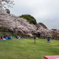Cherry Blossom 🌸