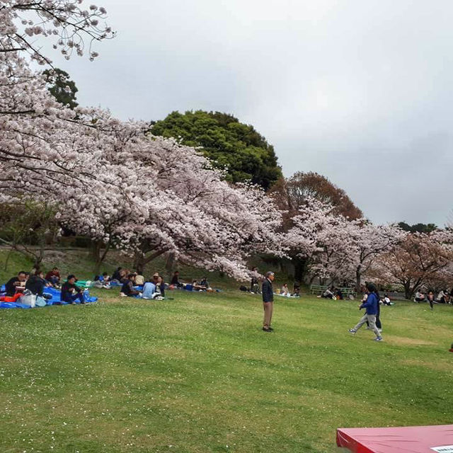 Cherry Blossom 🌸