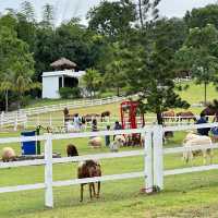 🐎Royal Good View Resort 🐑 (มื้อเย็นแสนอร่อย)