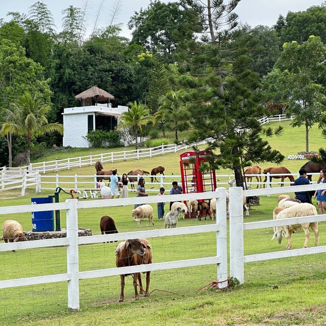 🐎Royal Good View Resort 🐑 (มื้อเย็นแสนอร่อย)