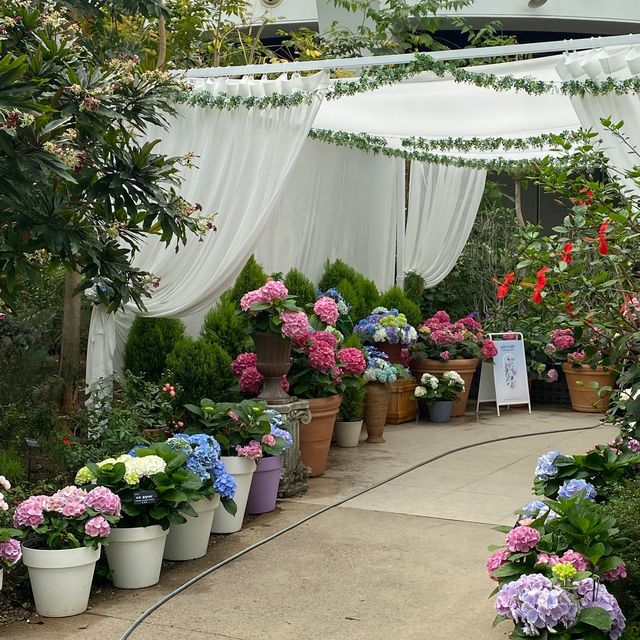 화려한 수국축제 마곡나루 서울식물원🌸