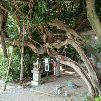 愛知旅行！名古屋「豊藤稲荷神社」「御神木 藤龍」