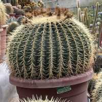 Cameron highlands must see~Cactus valley 