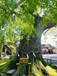 【静岡県／事任八幡宮】願いが意のままに叶うとする神社