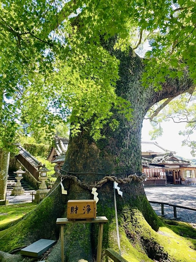 【静岡県／事任八幡宮】願いが意のままに叶うとする神社
