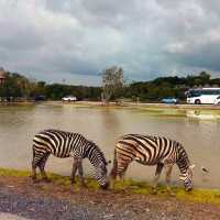 🇳🇱全亞洲最大的野生動物園Safari World 