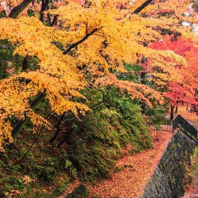 原千寺 🏯🌿和諧日式庭院的靜謐🍃🌸