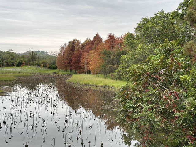 本地遊 | 香港濕地公園 | 季節限定橙紅色落羽松