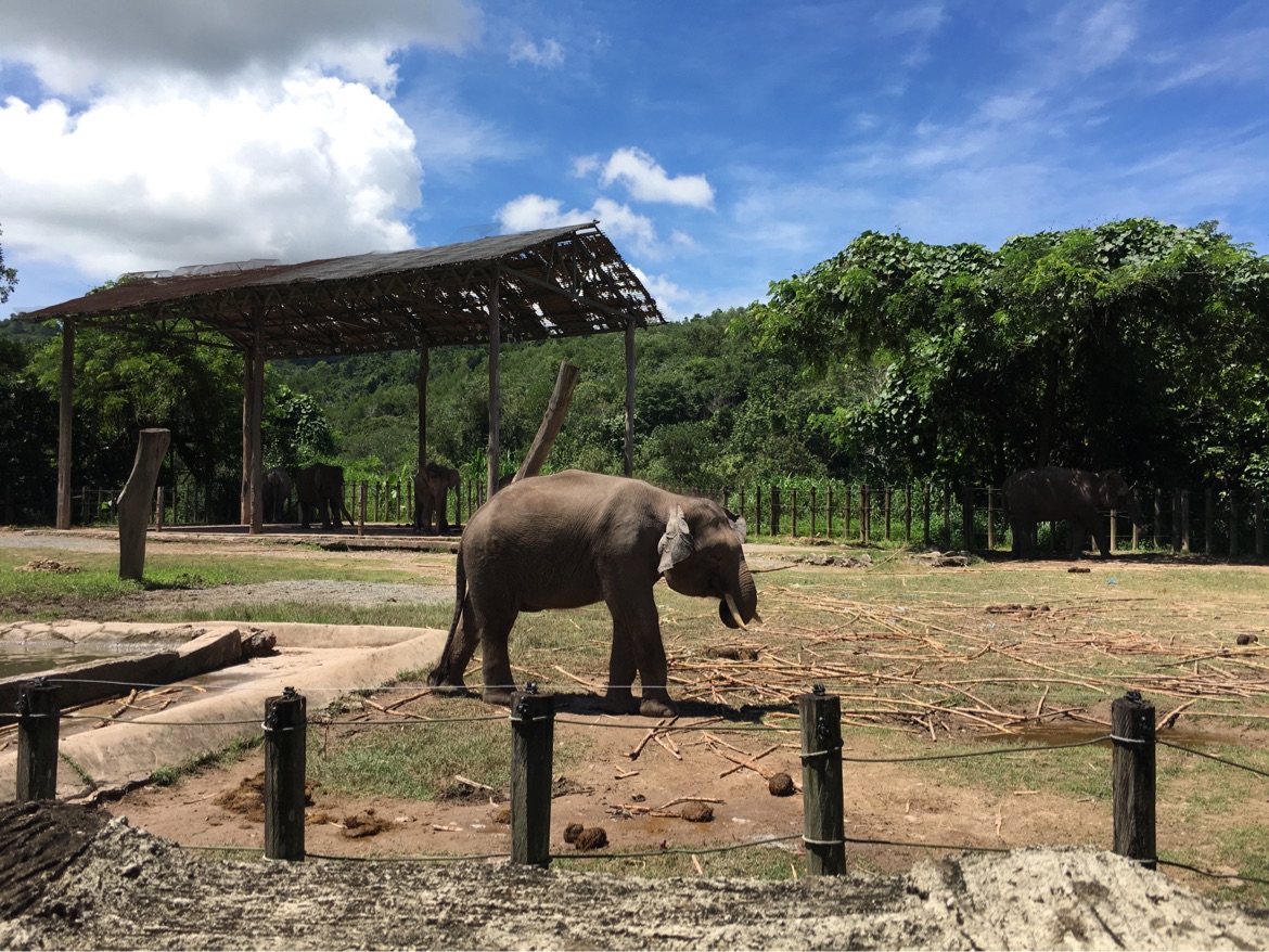 Lok Kawi Wildlife Park attraction reviews - Lok Kawi Wildlife Park tickets  - Lok Kawi Wildlife Park discounts - Lok Kawi Wildlife Park transportation,  address, opening hours - attractions, hotels, and food