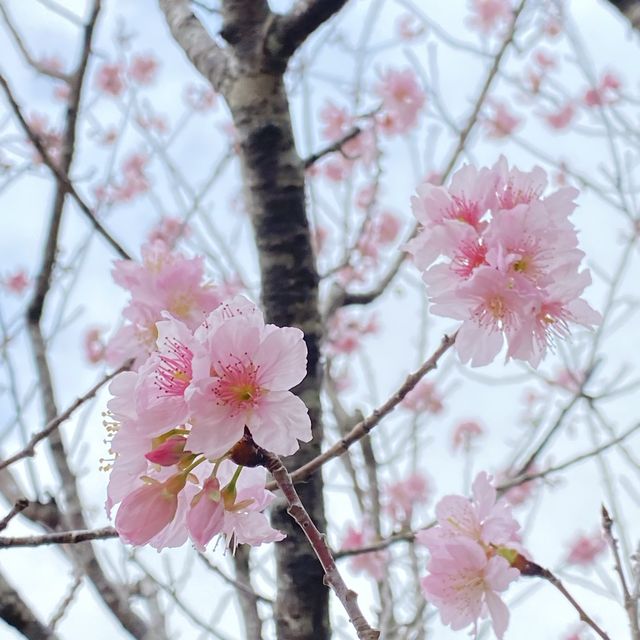 季節限定··沙田好去處