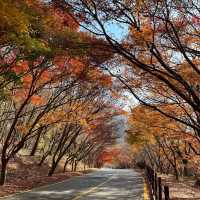 The most beautiful autumn place in korea . 