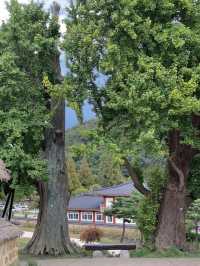 모든곳이 포토존이었던 양동마을🌿📸