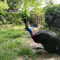 Incredible Johor Zoo