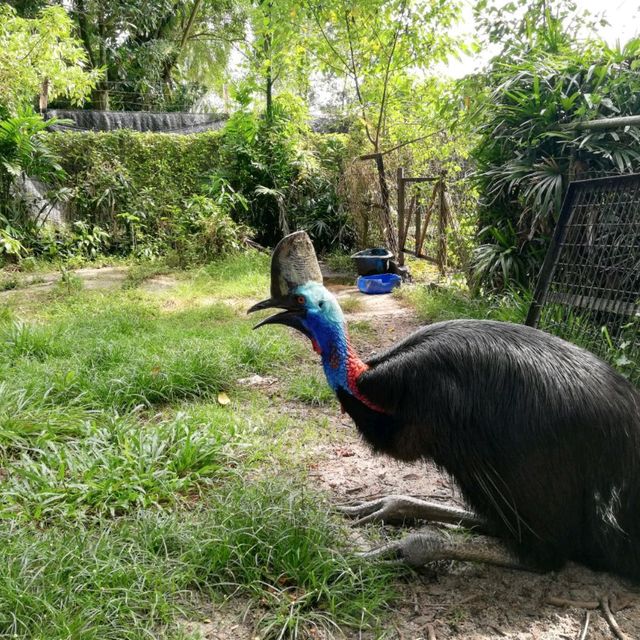 Incredible Johor Zoo