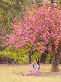 🌺현시각 국내에서 가장 핫한 사찰 [경주, 불국사]🌺