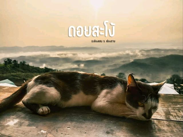 ดอยสะโง้ เชียงราย