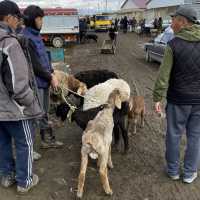 동물을 사고 파는 일요일 가축 시장인 Livestock Bazar 🇰🇬