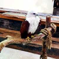 Fun Feeding and Interaction with Parrots & Birds 