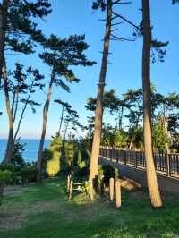 바다바람 맞으며 초록 피톤치드도 느끼는 송정공원🌲