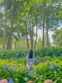 서울 근교에서 가볍게 만날수 있는 수국 꽃밭💖