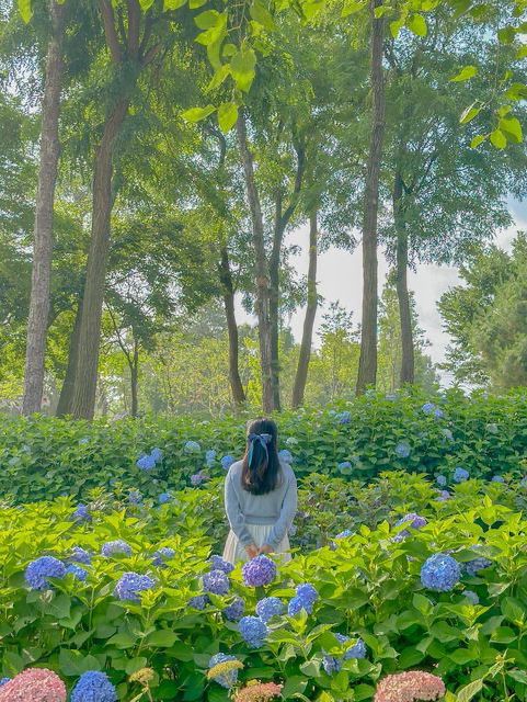 서울 근교에서 가볍게 만날수 있는 수국 꽃밭💖