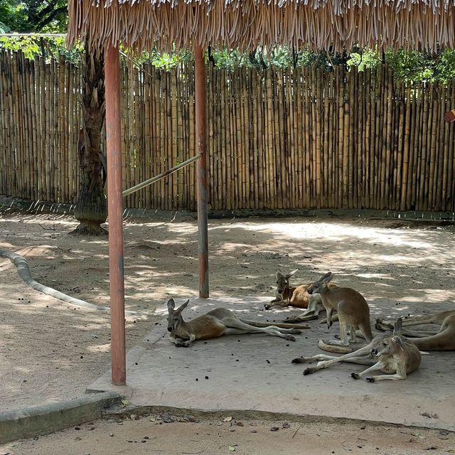 中國深圳｜野生動物園親親長頸鹿🦒小香豬🐷