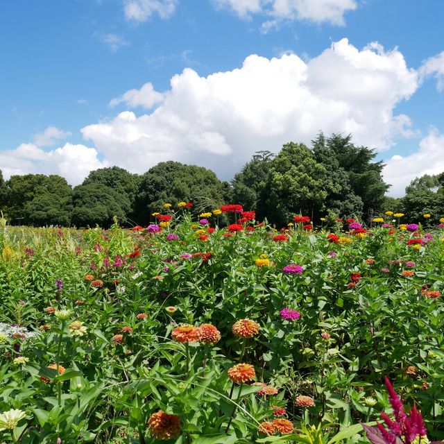 国営昭和記念公園