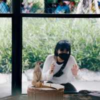 泰國Ayutthaya大城動物園 超近距離與各種動物拍照