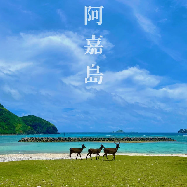 天然記念物のケラマジカ🦌に会える島🏝️