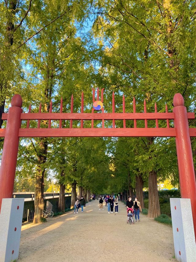 자연을 보며 힐링이 필요할 땐 담양 메타세쿼이아🌳