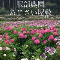 山全部があじさい！服部農園あじさい屋敷