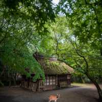 【奈良の新緑もとても美しい🌿】奈良・新緑の絶景一日プランをご紹介！🚗