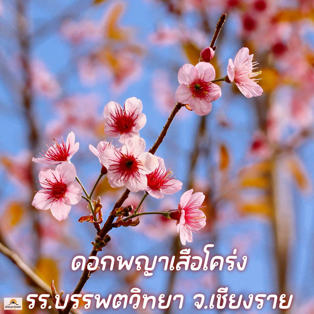 ดอกพญาเสือโคร่ง รร.บรรพตวิทยา จ.เชียงราย