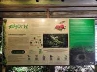 สัมผัสป่าดึกดำบรรพ์ อาลีซานเมืองไทย 🌲🌲🌲