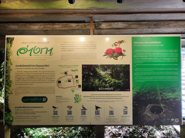 สัมผัสป่าดึกดำบรรพ์ อาลีซานเมืองไทย 🌲🌲🌲