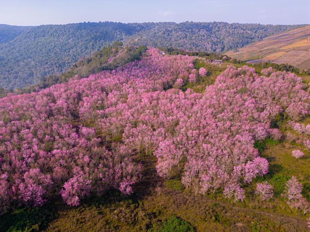 ซากุระเมืองไทย หนึ่งปีมีครั้งเดียว