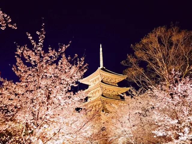 【壯觀景色】目標是魔法時刻！如果你想在京都看夜櫻花，推薦東寺的燈飾👇