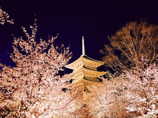 【絶景】狙い目はマジックアワー！京都で夜桜見るなら東寺のライトアップがおすすめ🌸