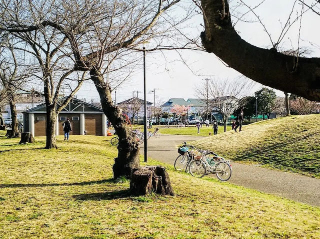 Sakuragaoka Park