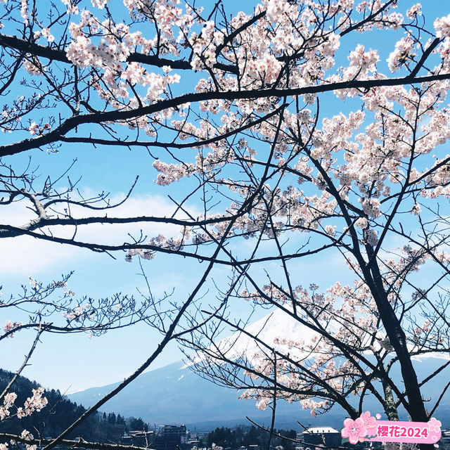 【河口湖天上山公園】飽覽富士山和河口湖的美景