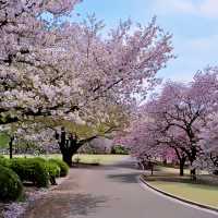 1000本の桜が咲き誇る🌸新宿のオアシス『新宿御苑』