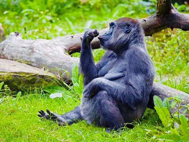 Bronx Zoo