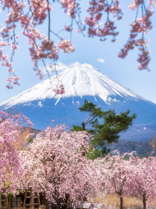 西湖いやしの里根場の桜🌸 | Trip.com Fujikawaguchiko