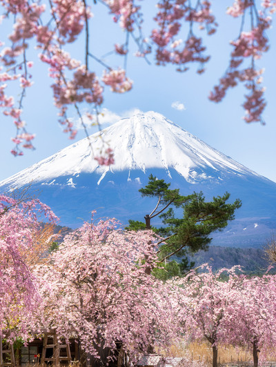 西湖いやしの里根場の桜🌸 | Trip.com Fujikawaguchiko
