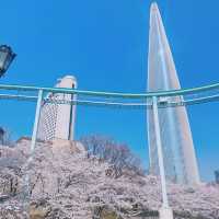 🌸Everland สวนสนุก🎡 ที่มีซากุระ🌸