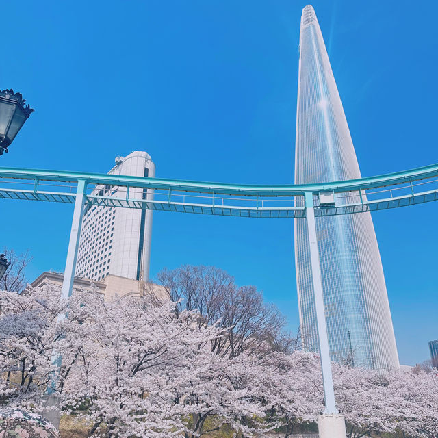 🌸Everland สวนสนุก🎡 ที่มีซากุระ🌸