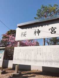 Sakura Jingū Shrine 🌸🌸