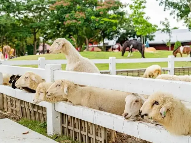 Family Park Pattaya Sheep Farm